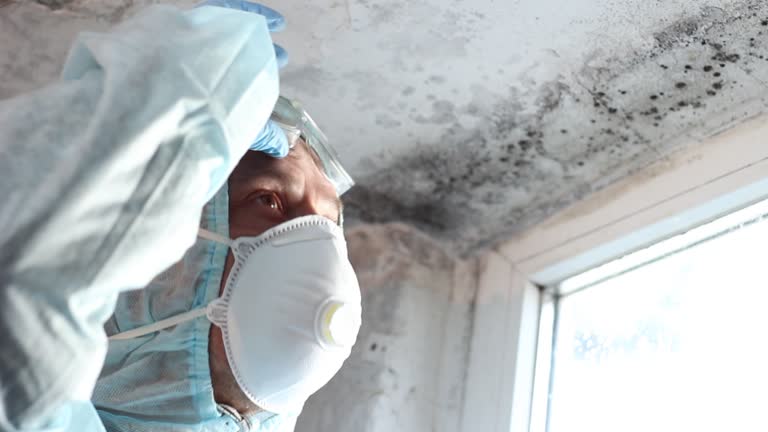 Professional Mold Removal in Hancock, MI